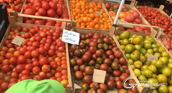 Tomaten-bunte-Farbenpracht