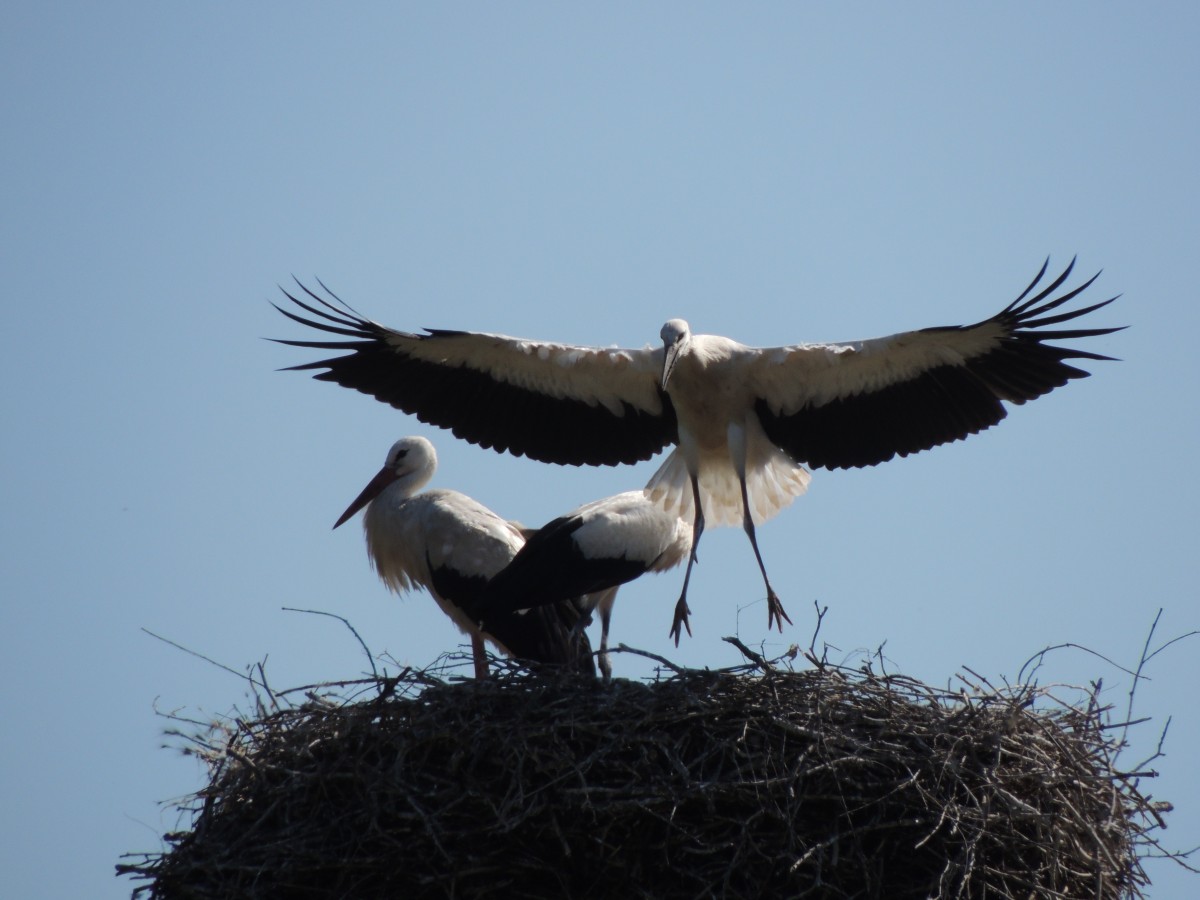 Ausflug der Störche