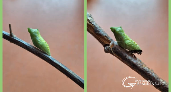 Projekt Schmetterling