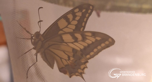 Projekt Schmetterling