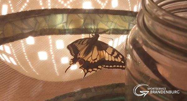 Projekt Schmetterling