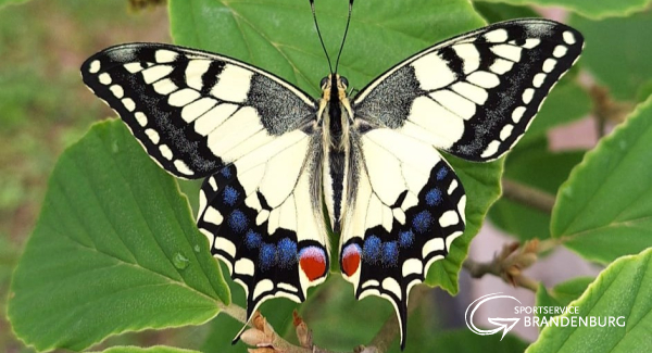 Projekt Schmetterling