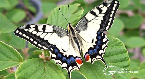 Projekt Schmetterling